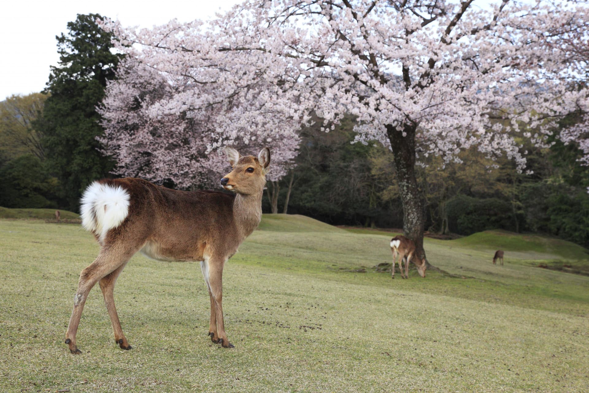 Kintetsu Rail Pass - Train & Bus Pass in Osaka, Nara, Kyoto, Mie (Ise Shima), Nagoya - image 3